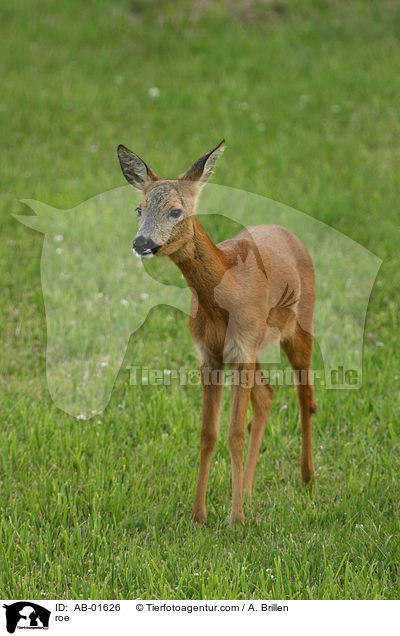 Schmalreh / roe / AB-01626