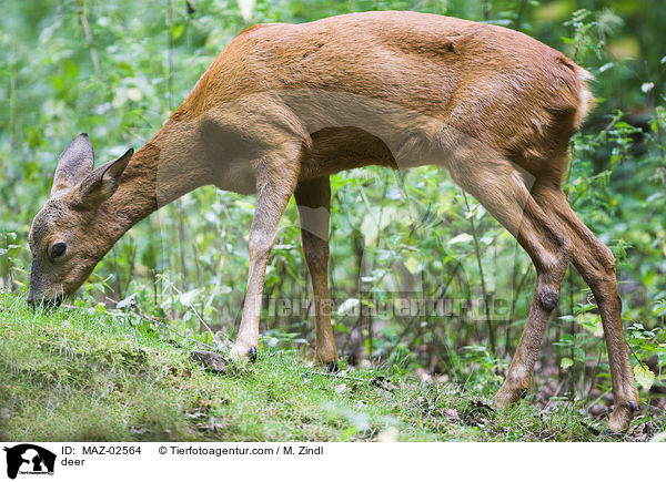 Reh / deer / MAZ-02564