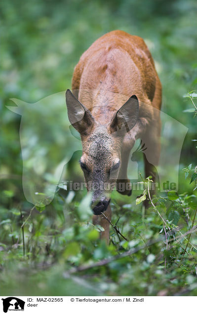 deer / MAZ-02565