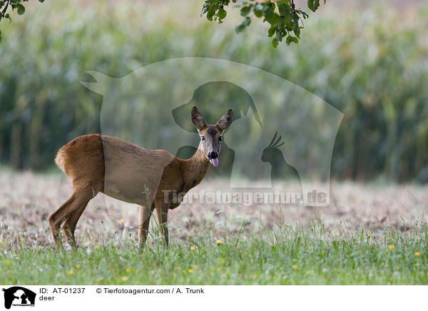 deer / AT-01237