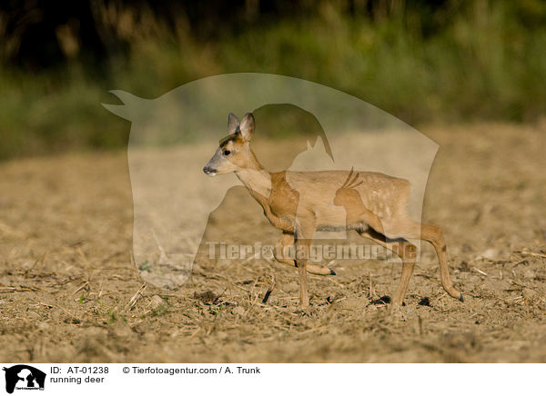 running deer / AT-01238
