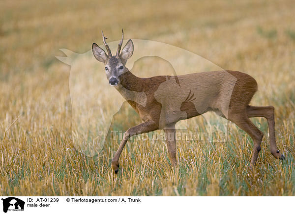 male deer / AT-01239