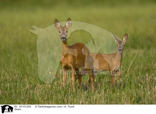 Rehe / deers / AT-01242