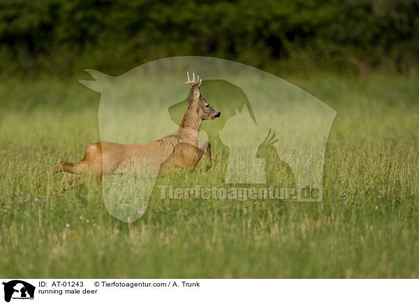 rennender Rehbock / running male deer / AT-01243