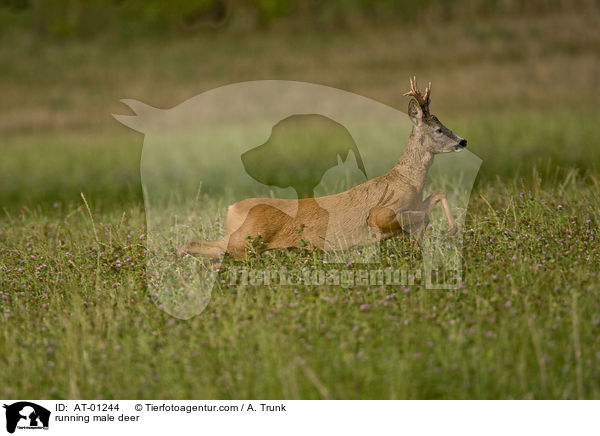 running male deer / AT-01244