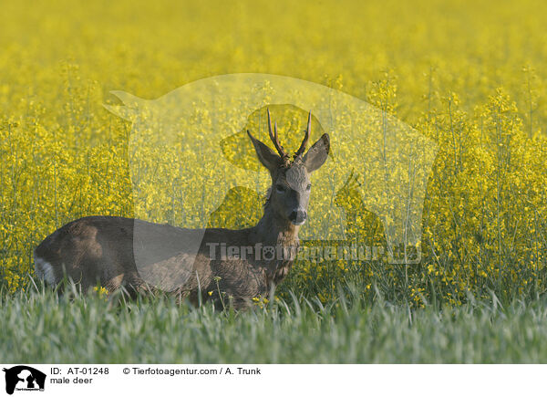 male deer / AT-01248