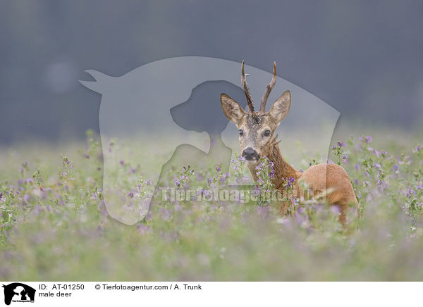 male deer / AT-01250