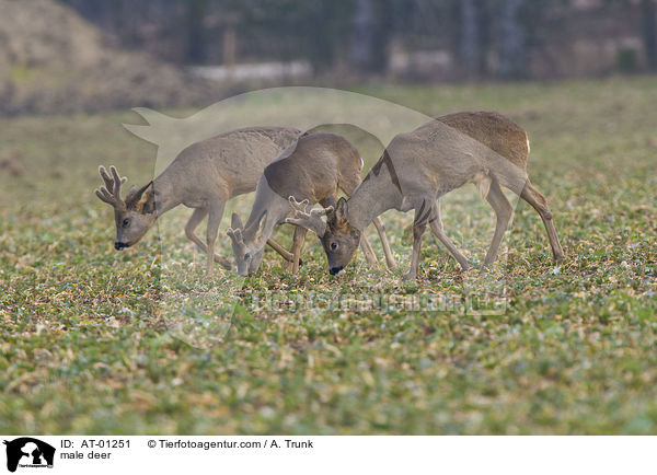 male deer / AT-01251