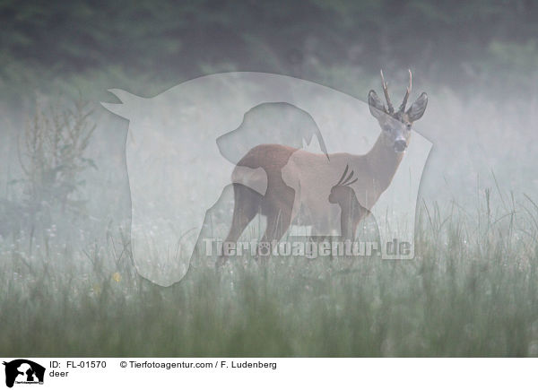 Reh / deer / FL-01570
