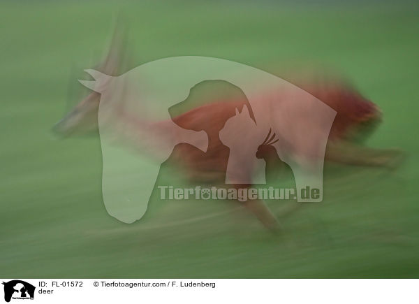 Reh / deer / FL-01572