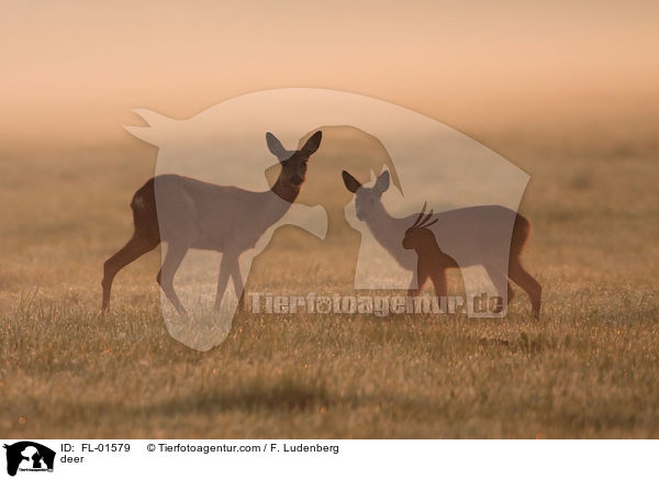 Rehe / deer / FL-01579
