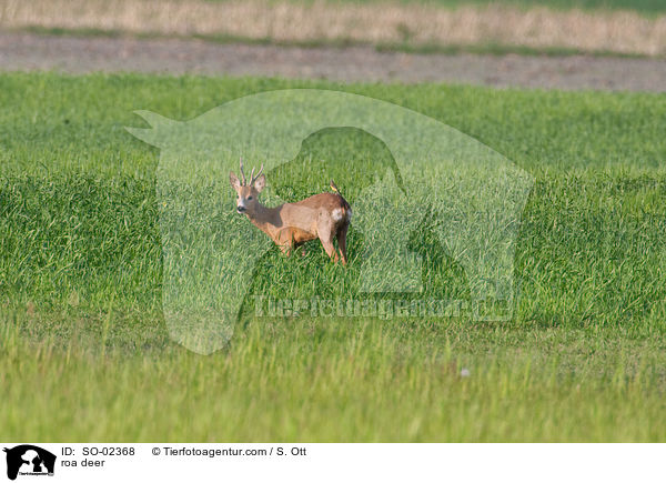 roa deer / SO-02368