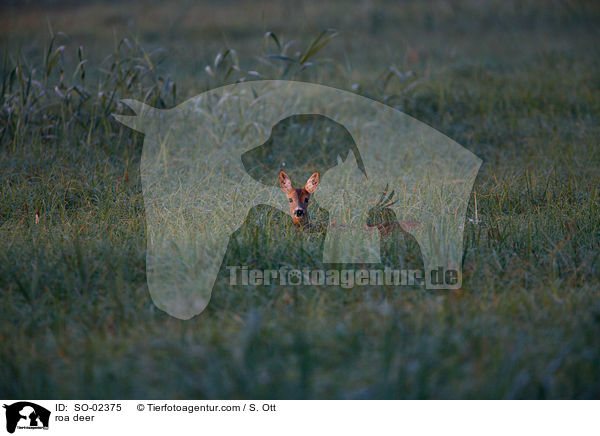 roa deer / SO-02375
