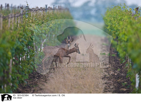 roa deer / SO-02384