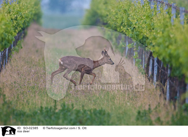 roa deer / SO-02385