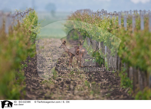roa deer / SO-02386