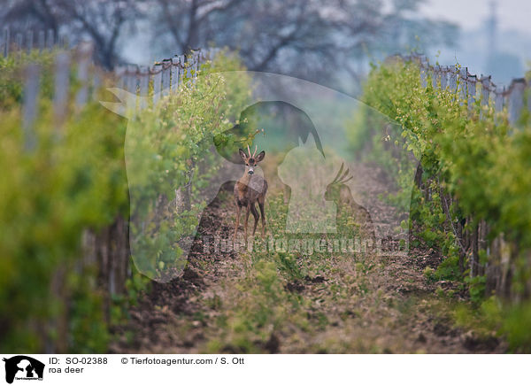 roa deer / SO-02388