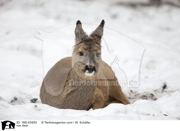 roe deer / WS-03850
