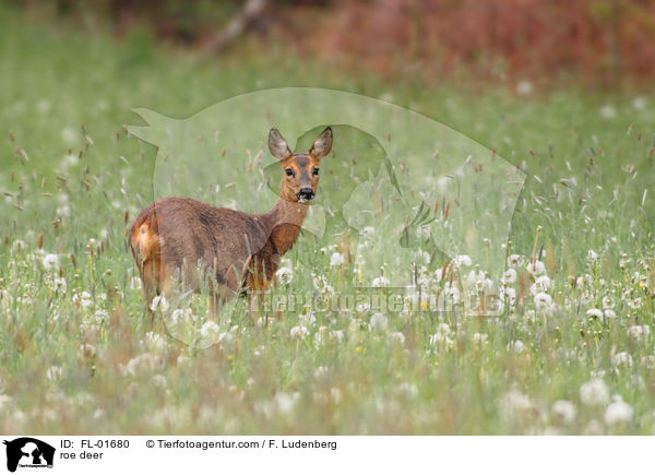 roe deer / FL-01680