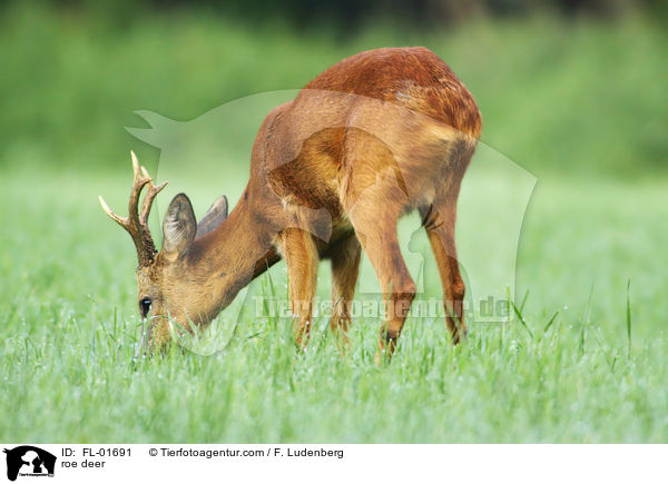 roe deer / FL-01691