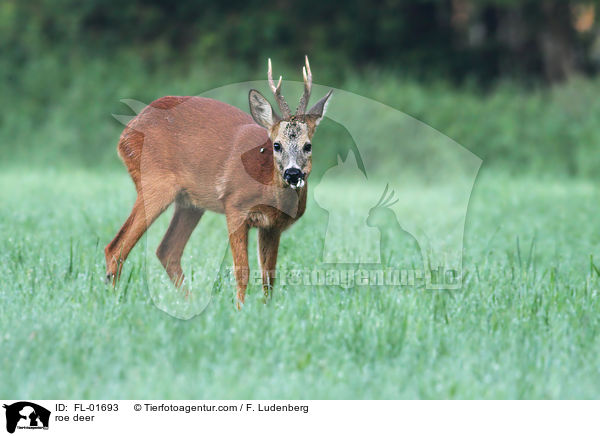 roe deer / FL-01693