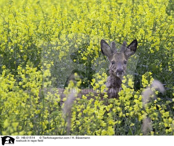 roebuck in rape field / HB-01514