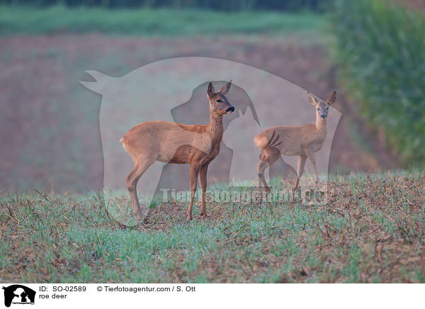 roe deer / SO-02589