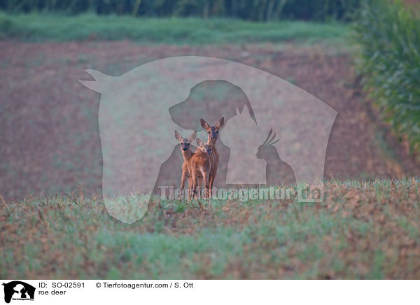 roe deer / SO-02591