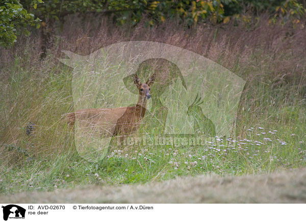 roe deer / AVD-02670