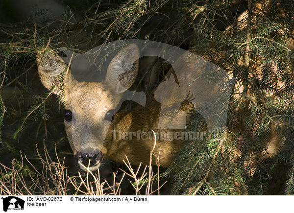 roe deer / AVD-02673