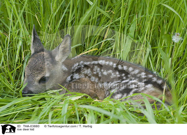 Reh kitz / roe deer kid / THA-03880