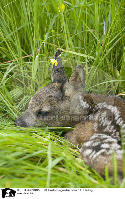 roe deer kid / THA-03885