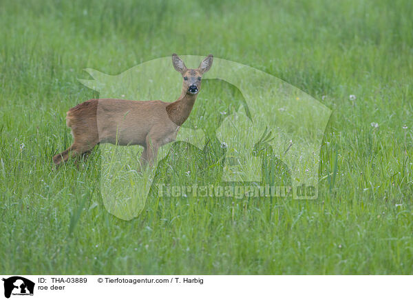 roe deer / THA-03889