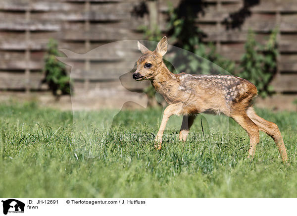 Rehkitz / fawn / JH-12691