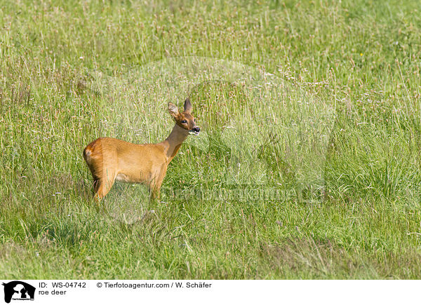 roe deer / WS-04742