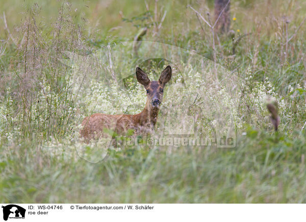 roe deer / WS-04746