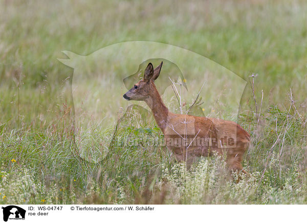 Reh / roe deer / WS-04747
