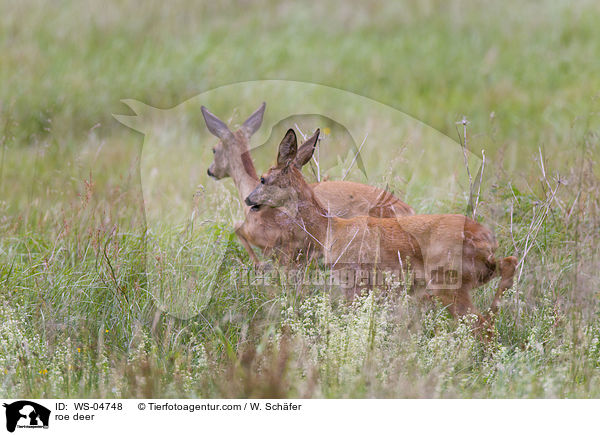 Rehe / roe deer / WS-04748