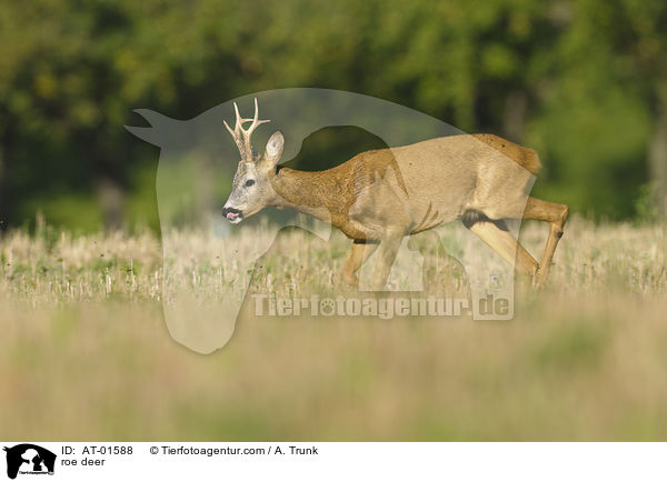 roe deer / AT-01588