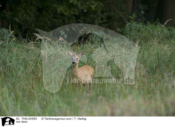 Reh / roe deer / THA-04565