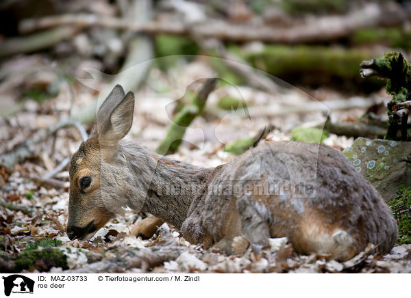 Reh / roe deer / MAZ-03733