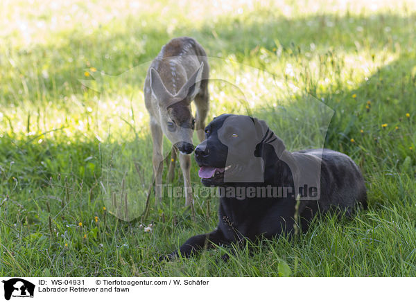 Labrador Retriever and fawn / WS-04931