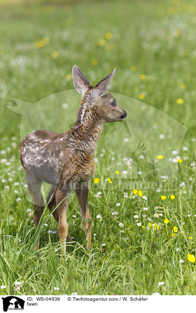 Rehkitz / fawn / WS-04936