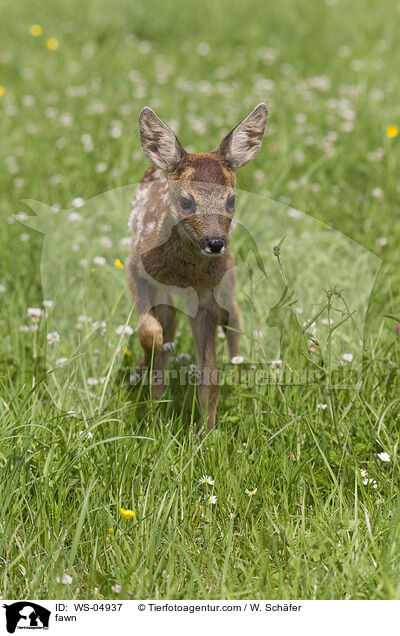 Rehkitz / fawn / WS-04937
