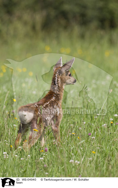 Rehkitz / fawn / WS-04940