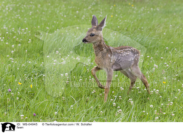 Rehkitz / fawn / WS-04945