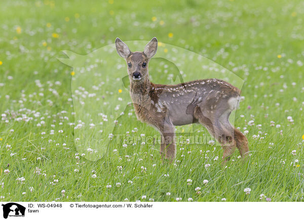 fawn / WS-04948