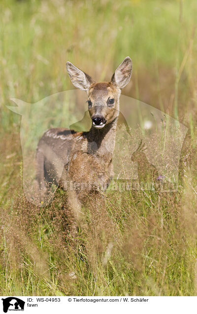 fawn / WS-04953
