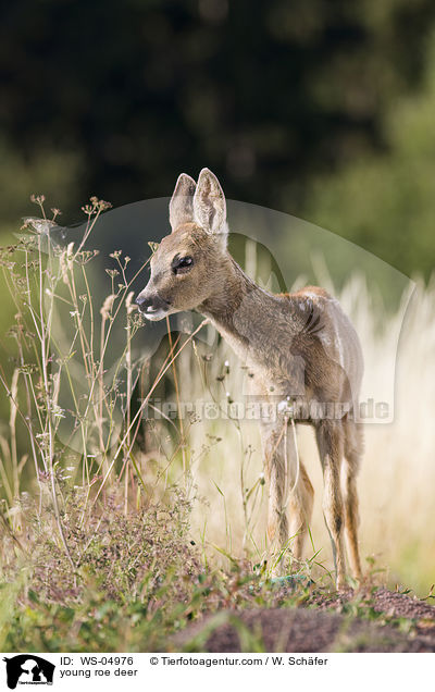 young roe deer / WS-04976