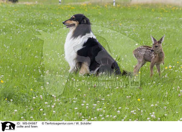 collie and fawn / WS-04987